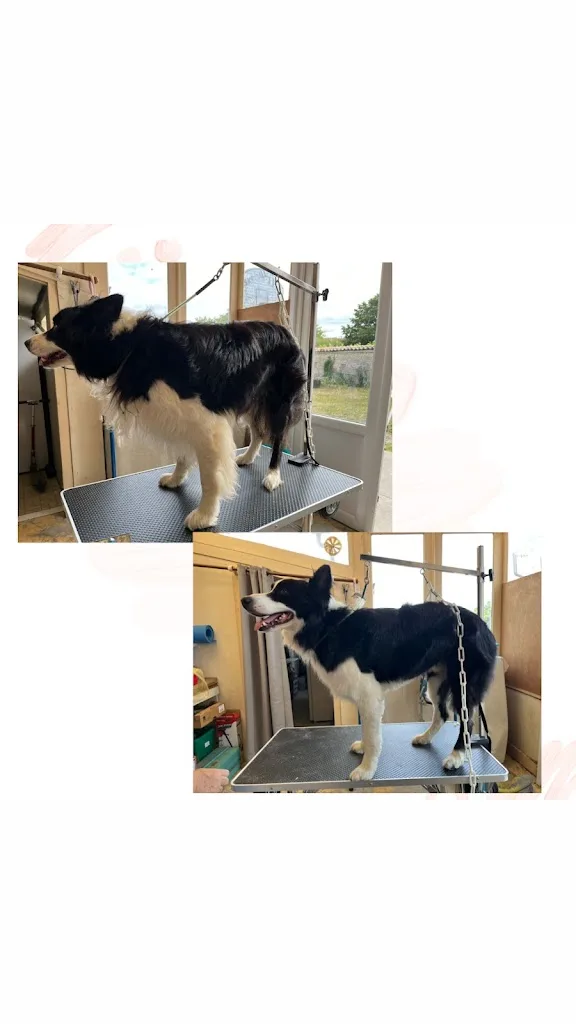 Au bonheur des chiens - photo 1