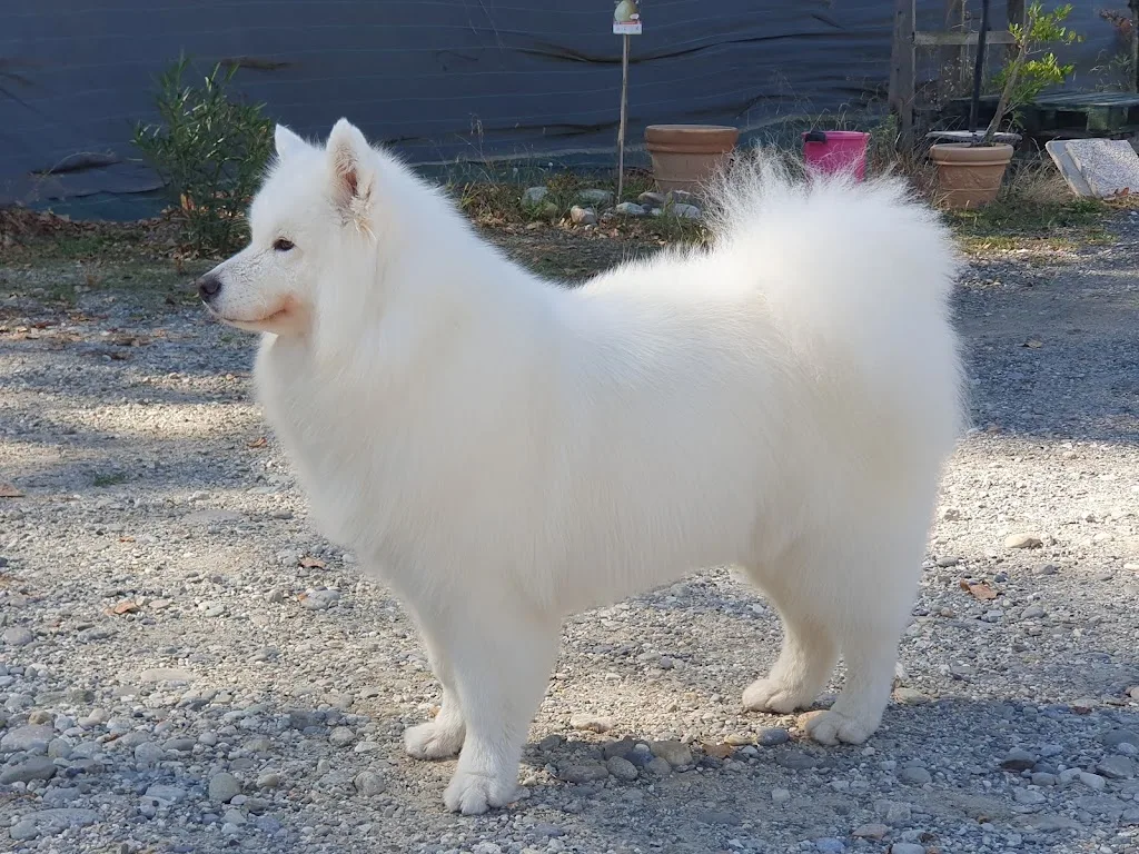 Amour, Wouaf et Beauté - photo 2