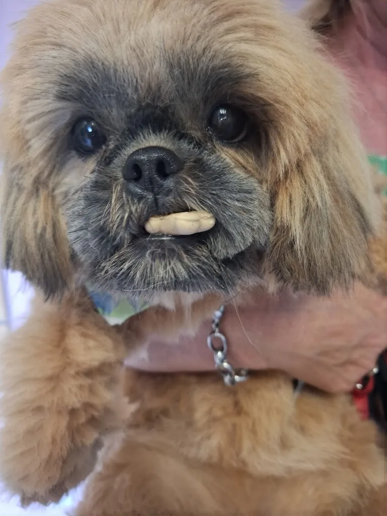 Des Idées de Chiens - photo 1