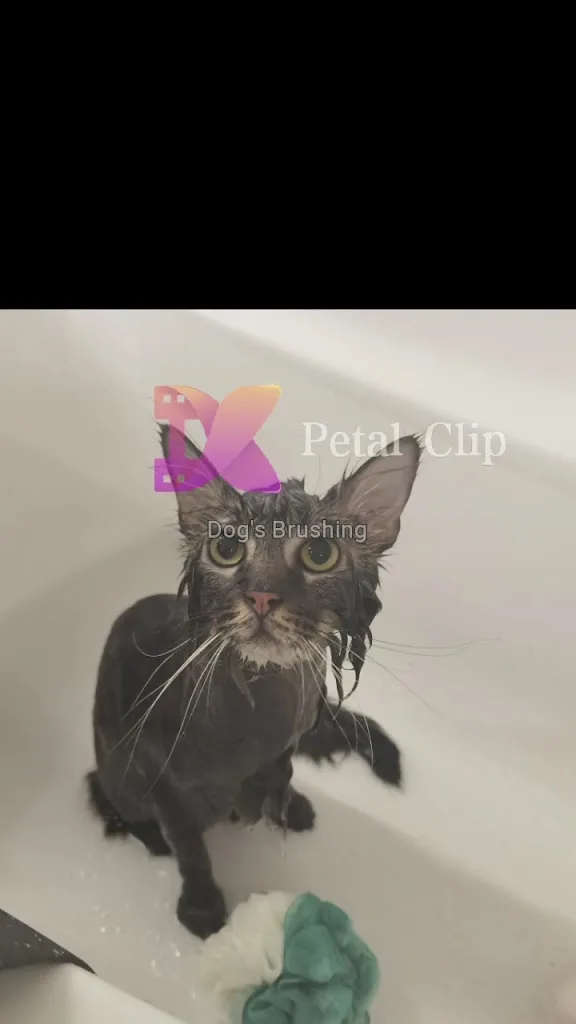 CaniMéliChatBeauté Toilettage à domicile - photo 2