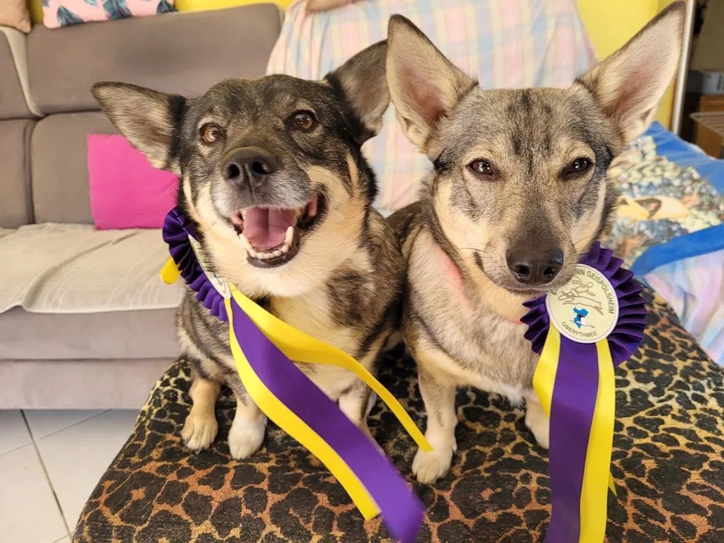 Une autre écoute Toilettage canin et éducation - photo 2