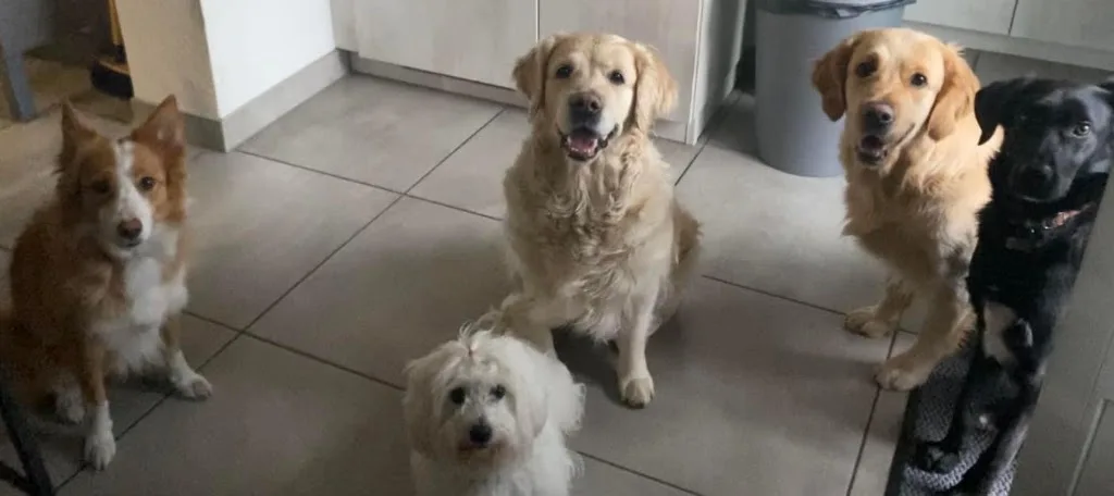 Une autre écoute Toilettage canin et éducation - photo 3