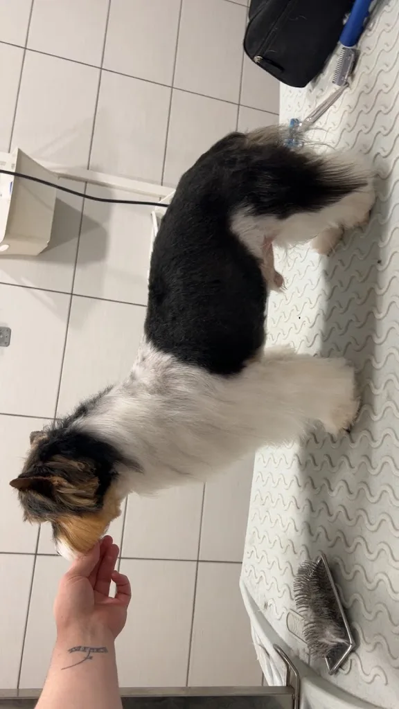 L'art canin à domicile - photo 2