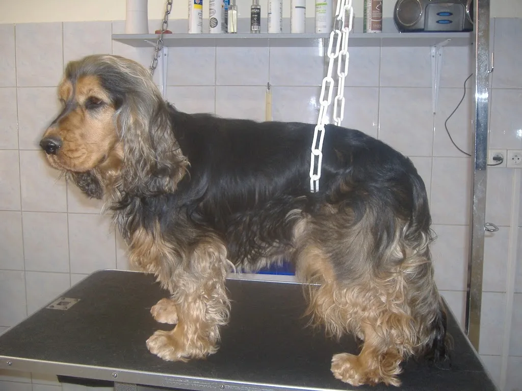 L'art canin à domicile - photo 3