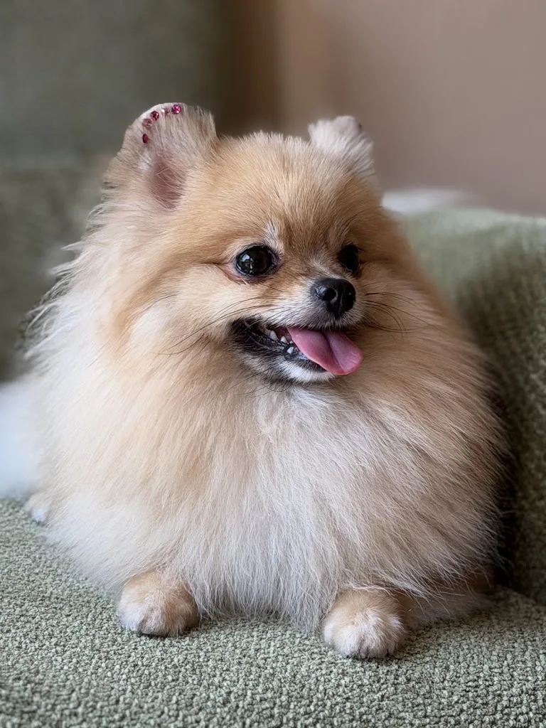 Lola's Paws - photo 3