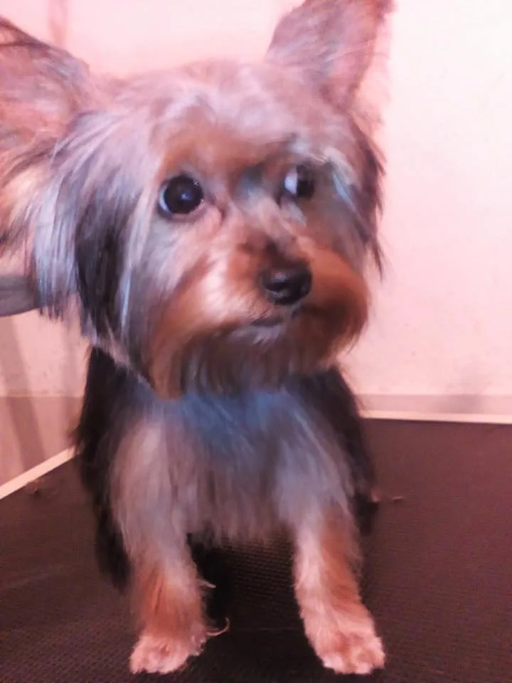 Cabotine La - photo 1