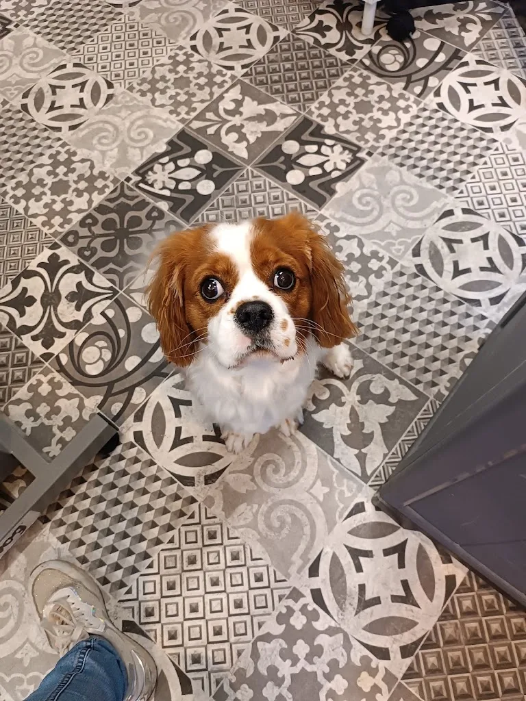 Un amour de chien - photo 2