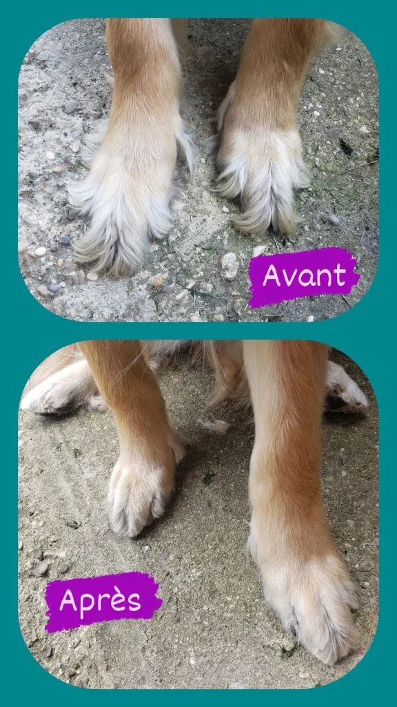 La griffe en coton - photo 2