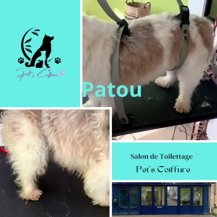 Pet’s Coiffure - photo 2