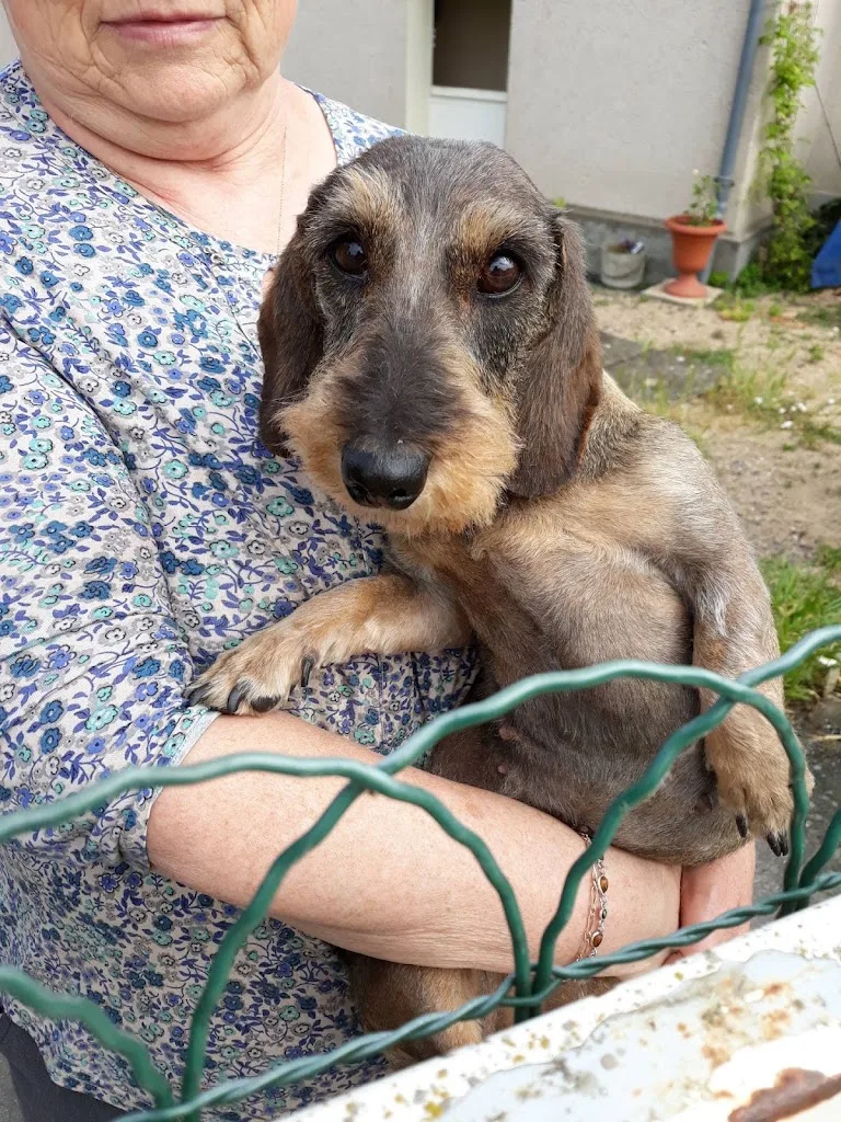 Morin Virginie au charme canin - photo 2