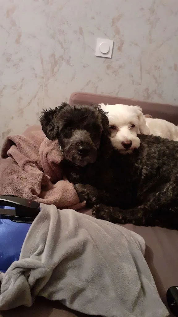 Beautiful Dog Toilettage canin - photo 2