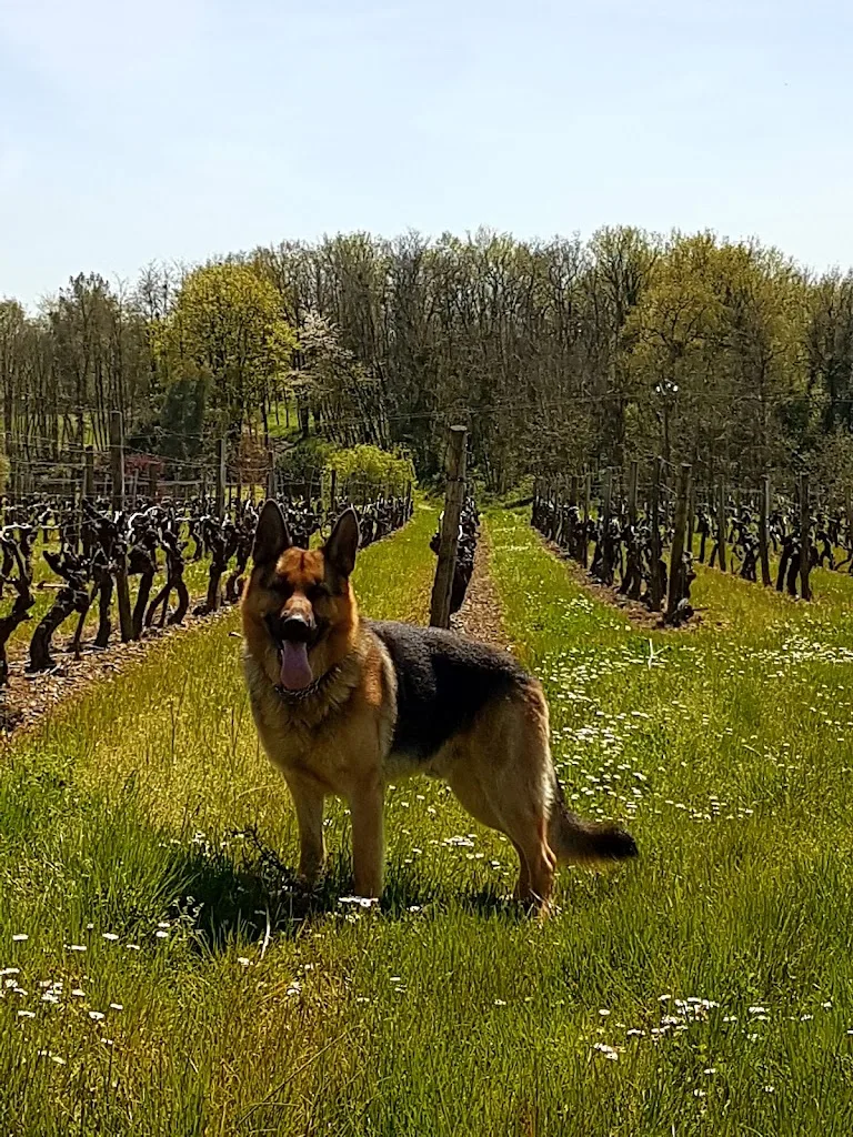 Élégance canine - photo 3
