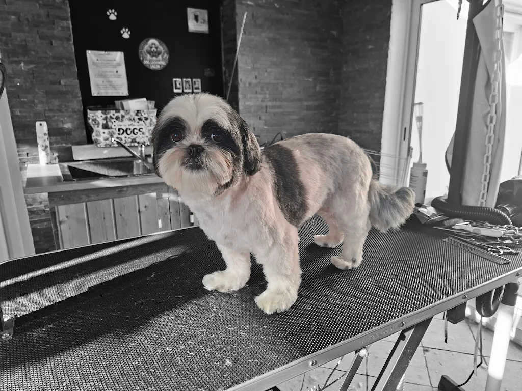 La Dog Fée - photo 1