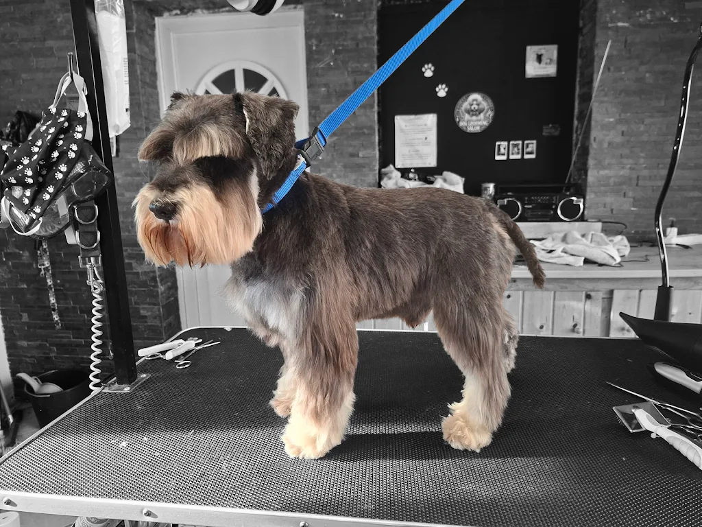 La Dog Fée - photo 2