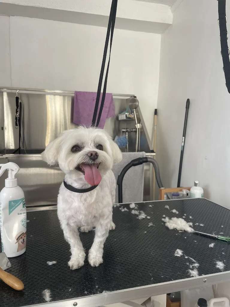 Good Dog Toilettage - photo 3