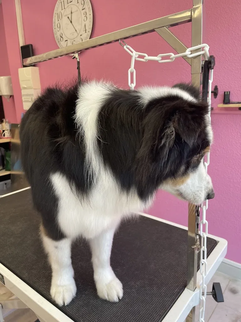 Ruby Toilettage Canin - photo 1