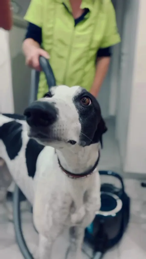 Dclick comportement canin/équin/toilettage - photo 2