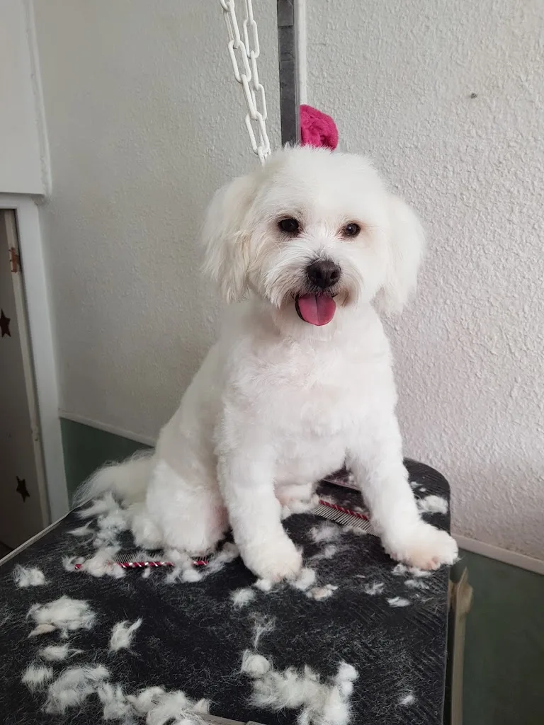 Comme Chiens Et Chats - photo 1