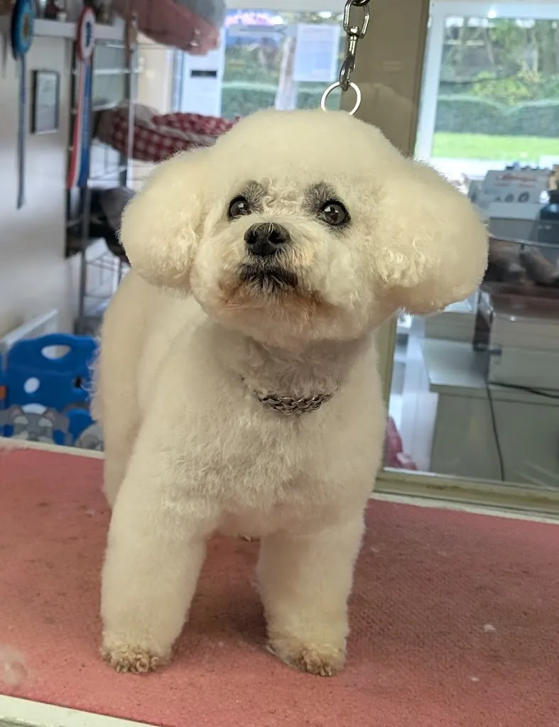 Les Aristochiens - Salon de toilettage canin à Alençon - photo 3