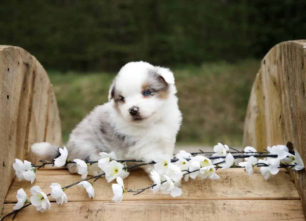 Bcb-dog Sarl - photo 3