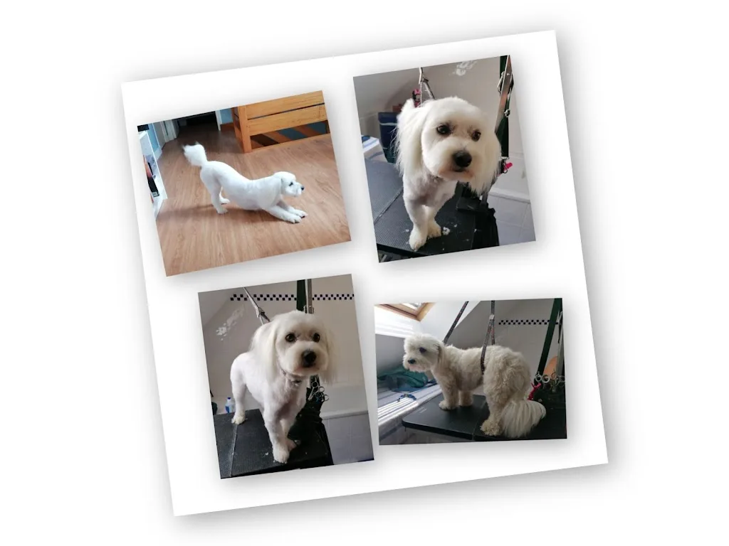 Patte Blanche toilettage canin à votre domicile - photo 1