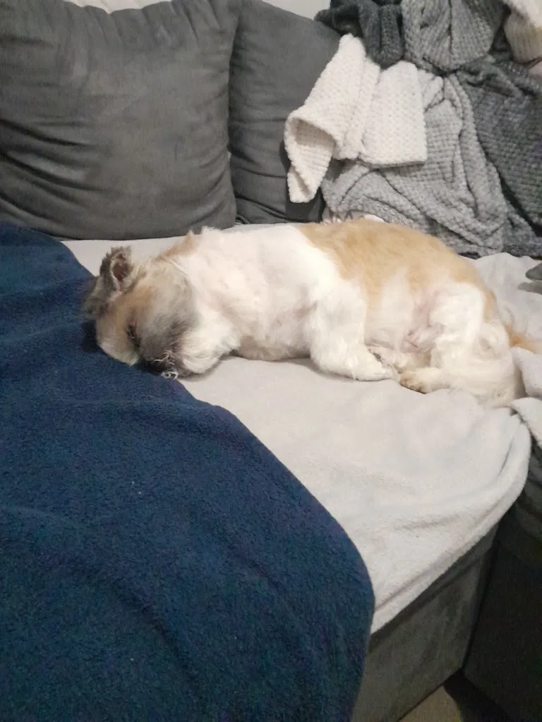 Groom'Dog - photo 1