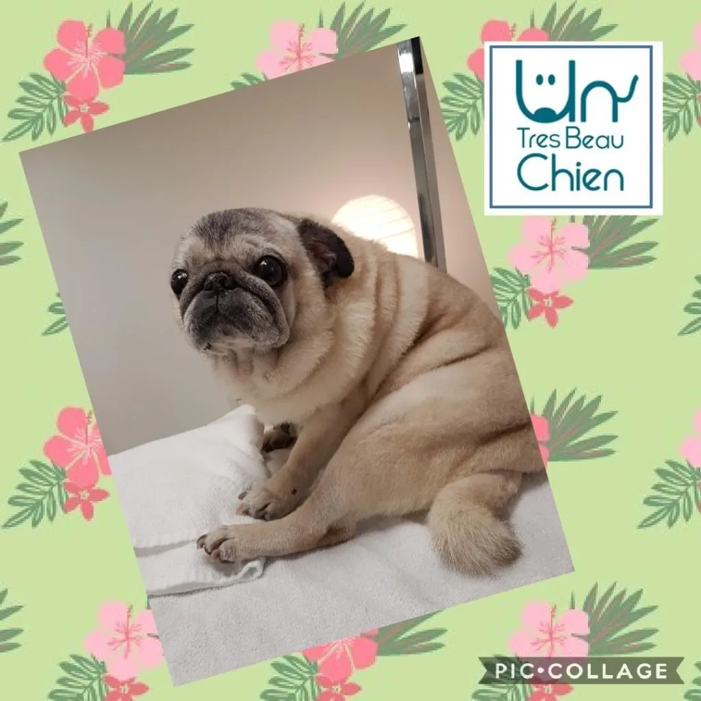 Un Très Beau Chien - photo 3