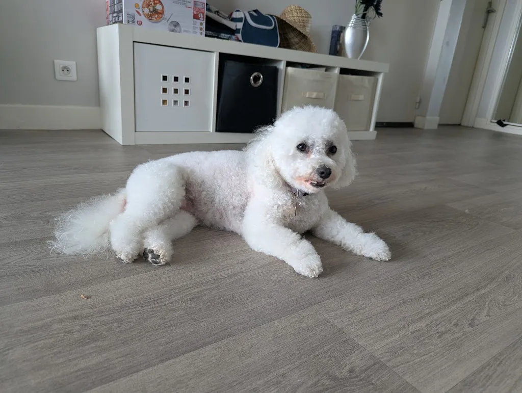 L'Atelier des Peluches / toilettage à domicile - photo 1