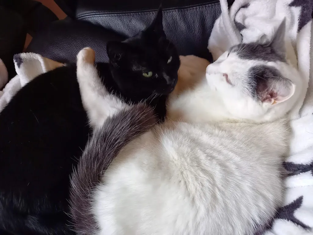 Toilettage : Aux Petits Compagnons - photo 3