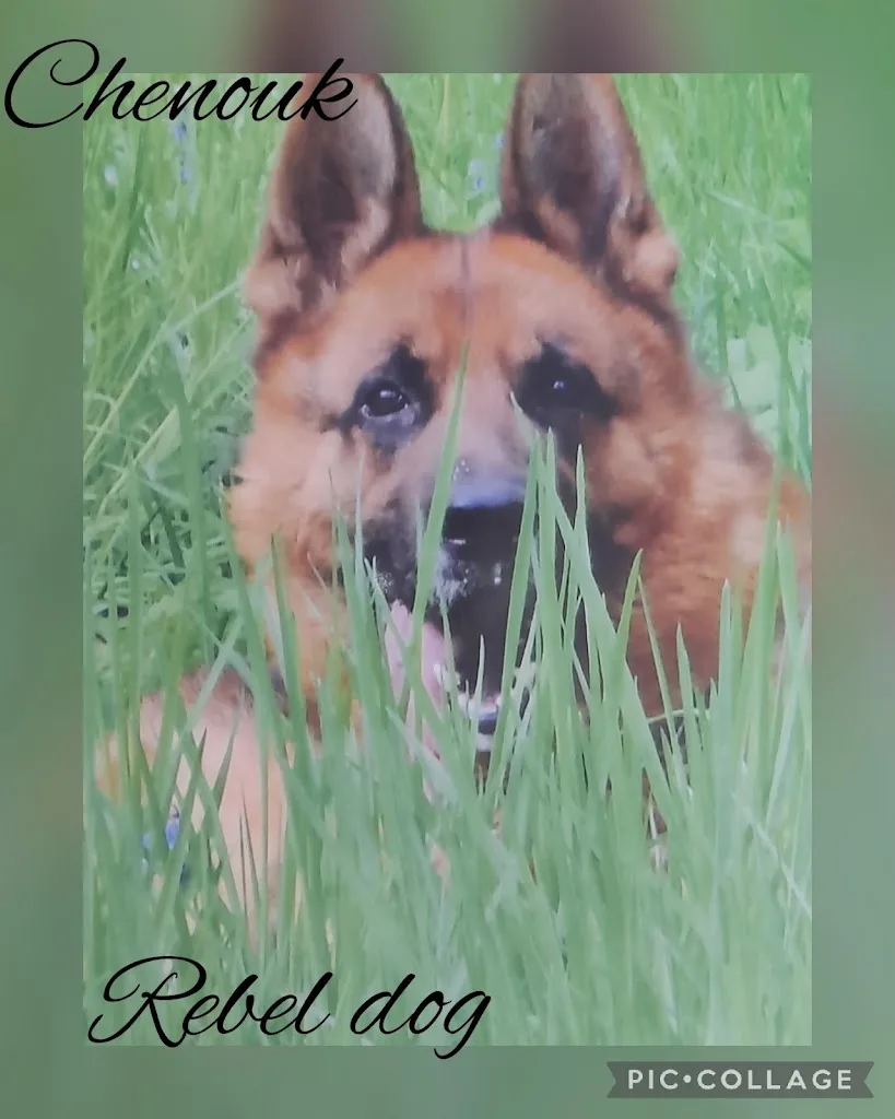 Rebel Dog Salon de Toilettage - photo 2