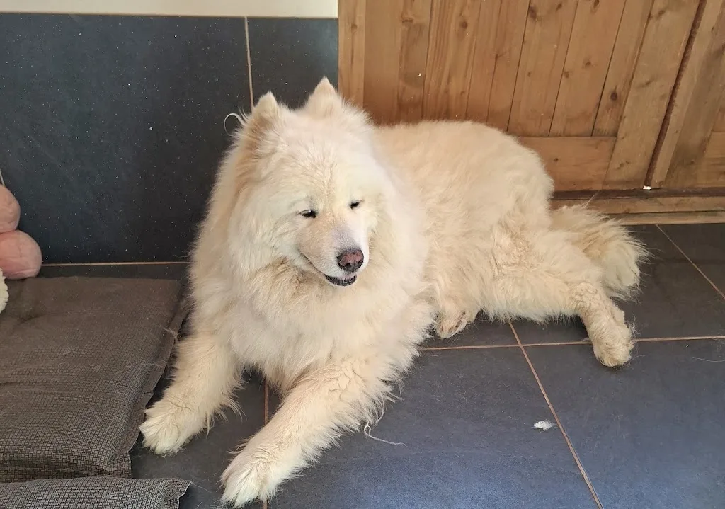 La Maison des Loulous Toilettage Canin - photo 1