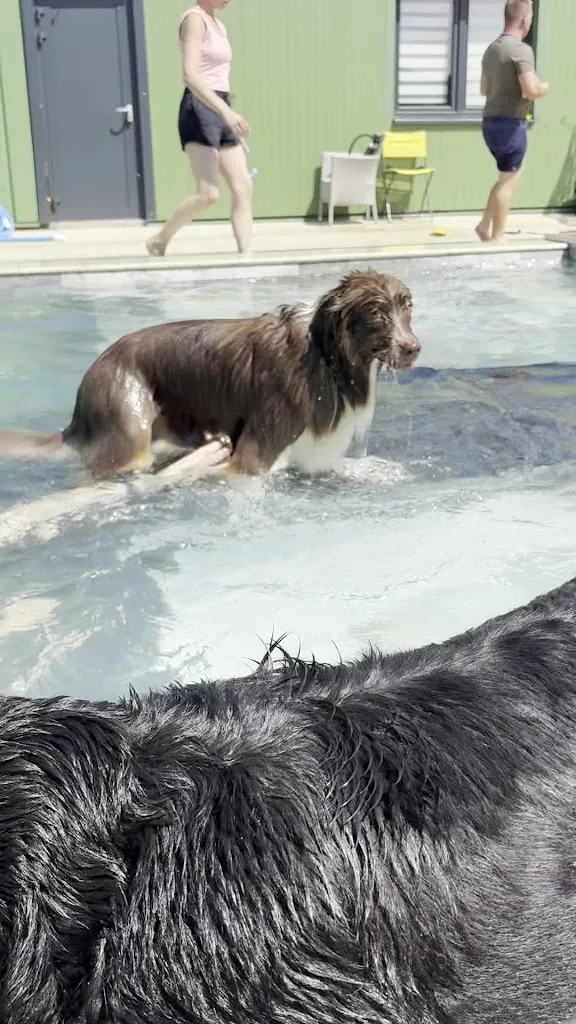 The Walking Dogs Center - photo 2