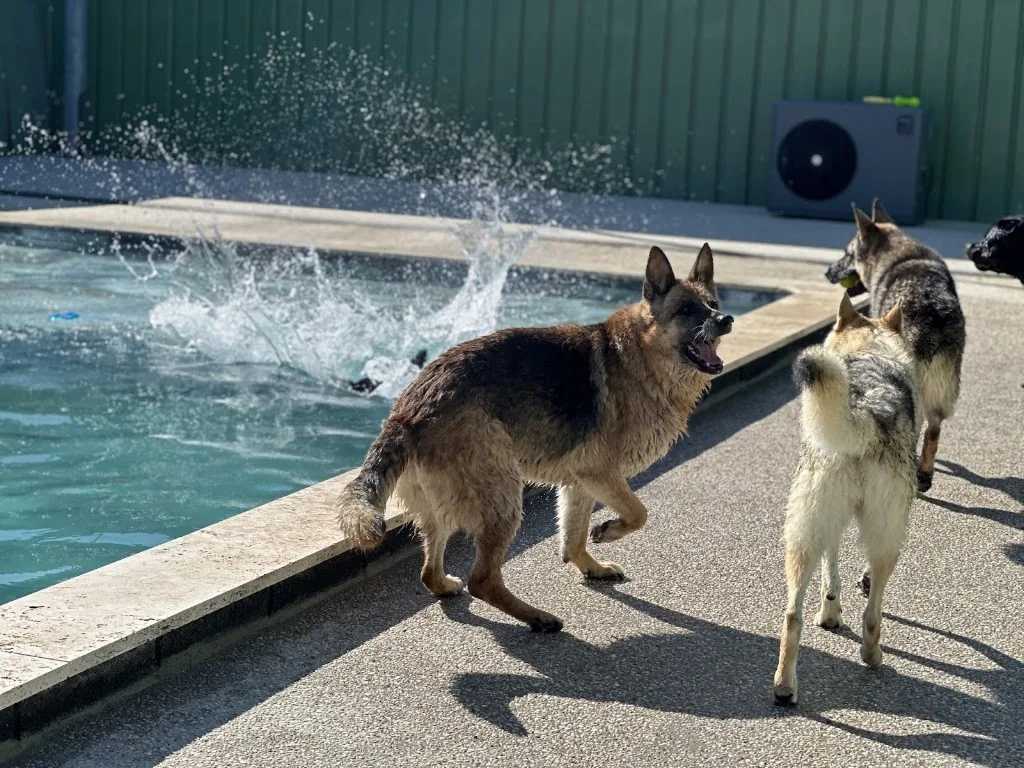 The Walking Dogs Center - photo 3