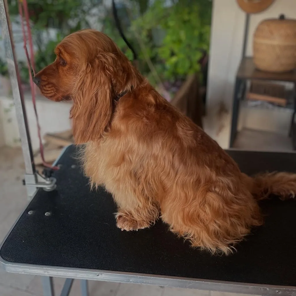 Biancanin Toilettage à domicile - photo 2