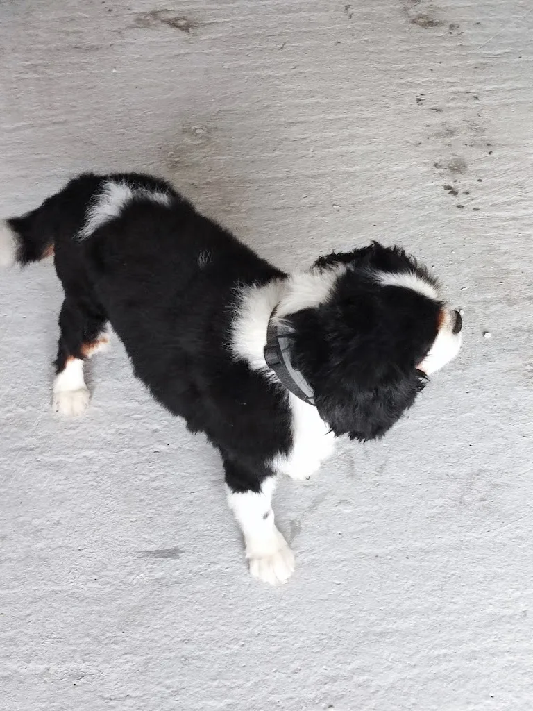 Nom d'un chien - photo 2