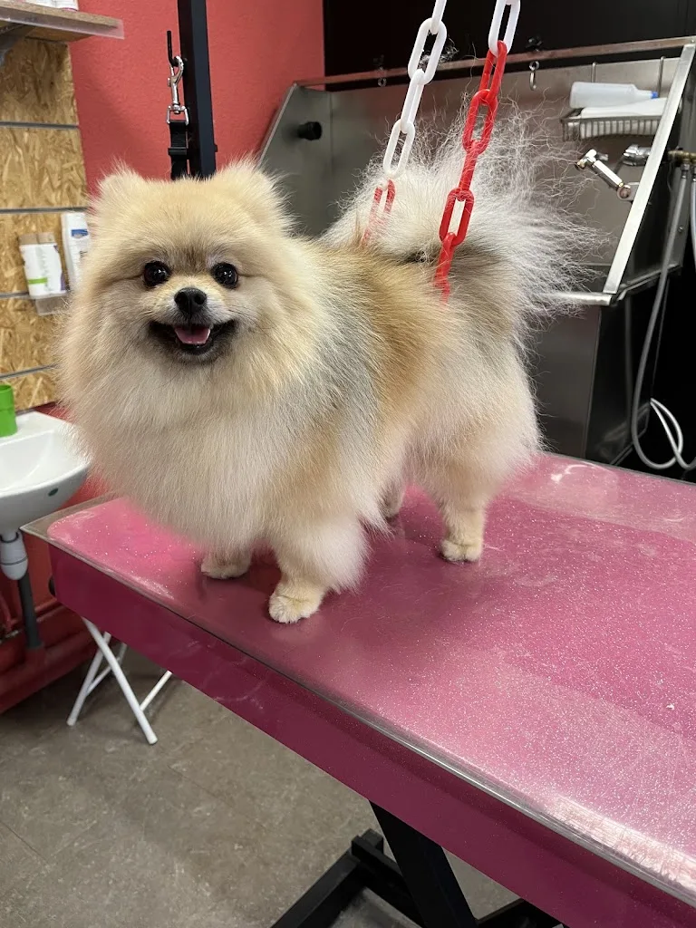 BARBER DOG - photo 3
