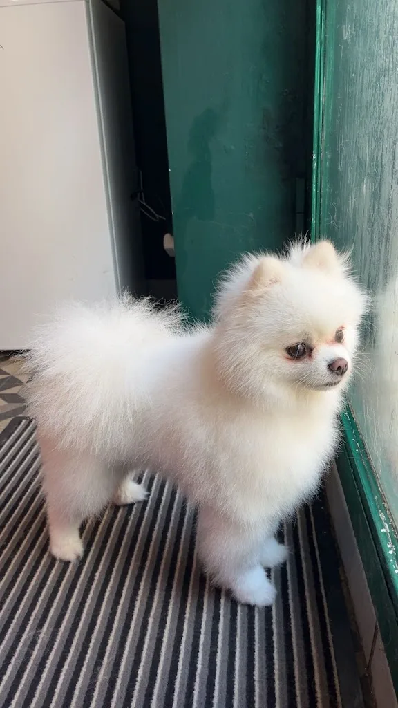 Happy Doggy | Salon de toilettage - photo 1