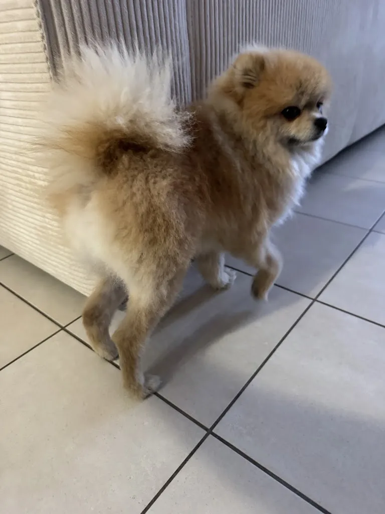 Happy Doggy | Salon de toilettage - photo 3