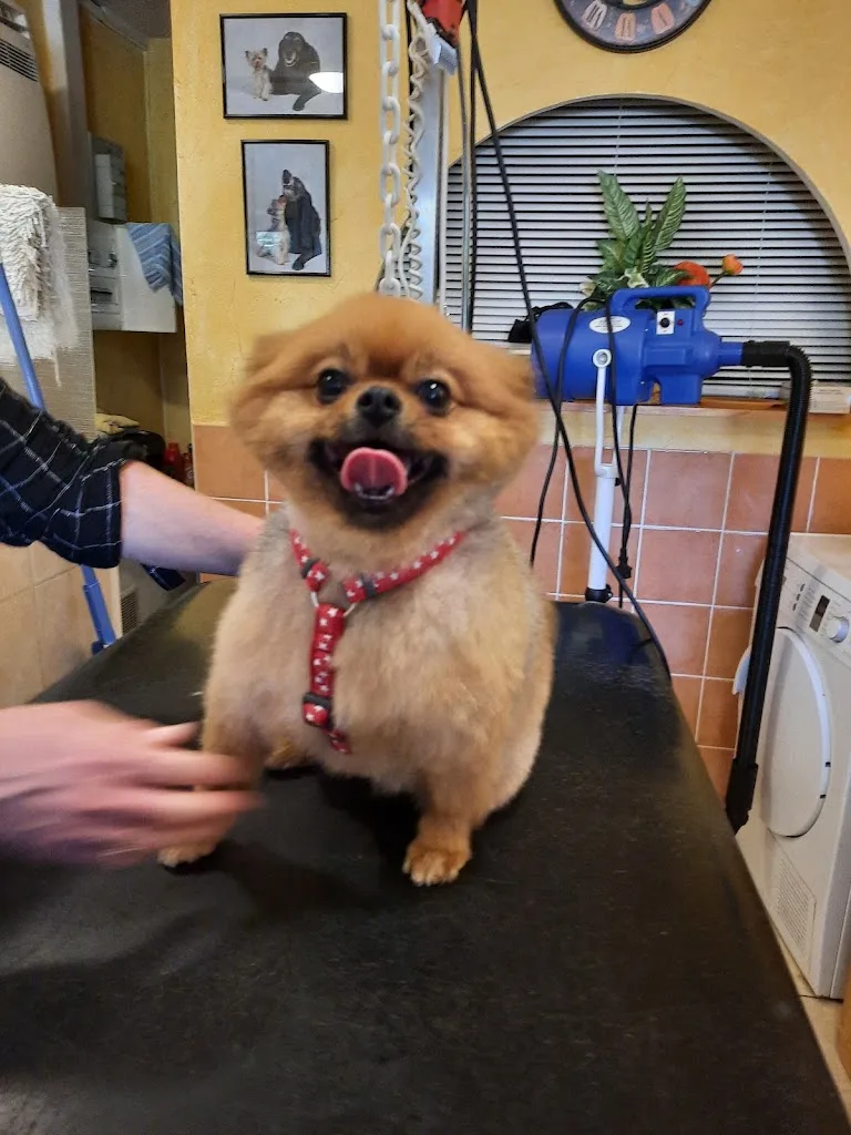 Bulles Dog - photo 3
