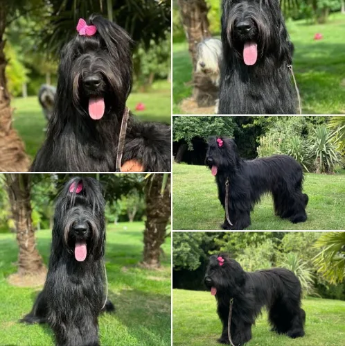 Betty Barber Dog - photo 2