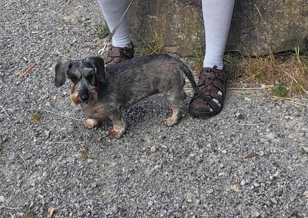 Chic & Dog - photo 2
