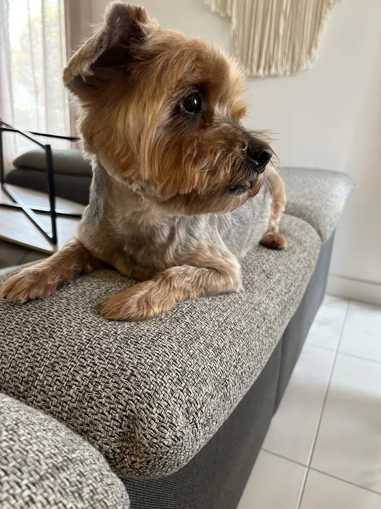 AU CHIEN CHIC - photo 2