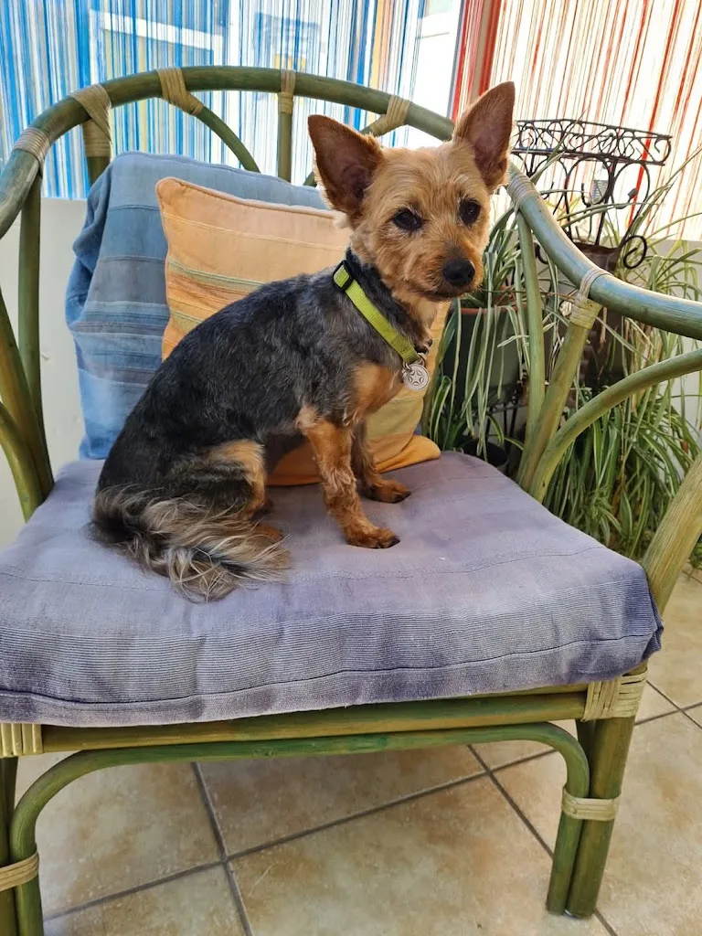 Cani Look - photo 2