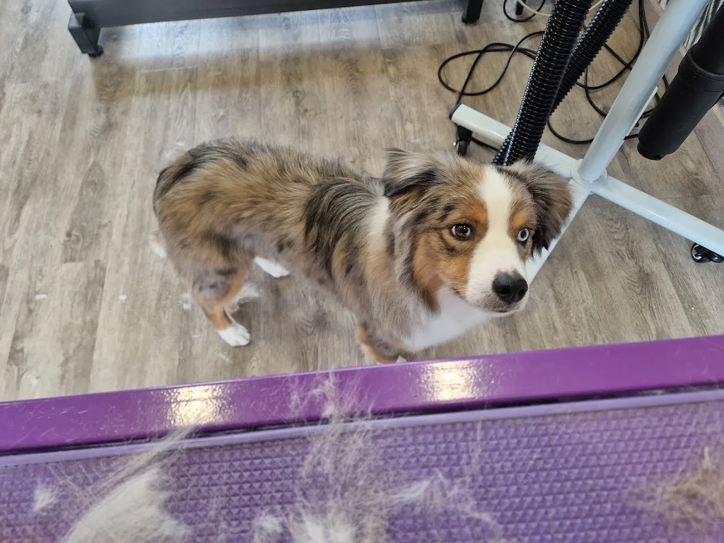 Krys'dog toilettage - photo 3