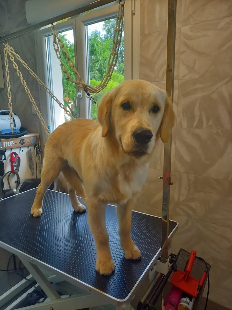 Terre Canine - photo 2