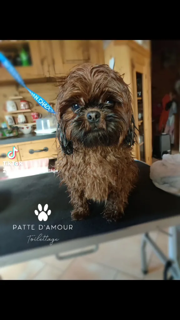 Patte d'Amour Toilettage - photo 1