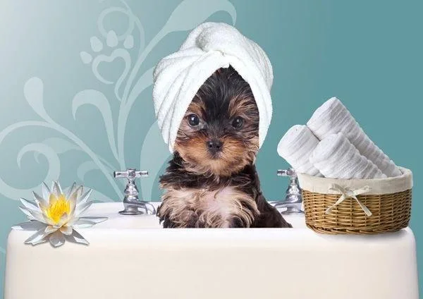 Les chics peluches - photo 1