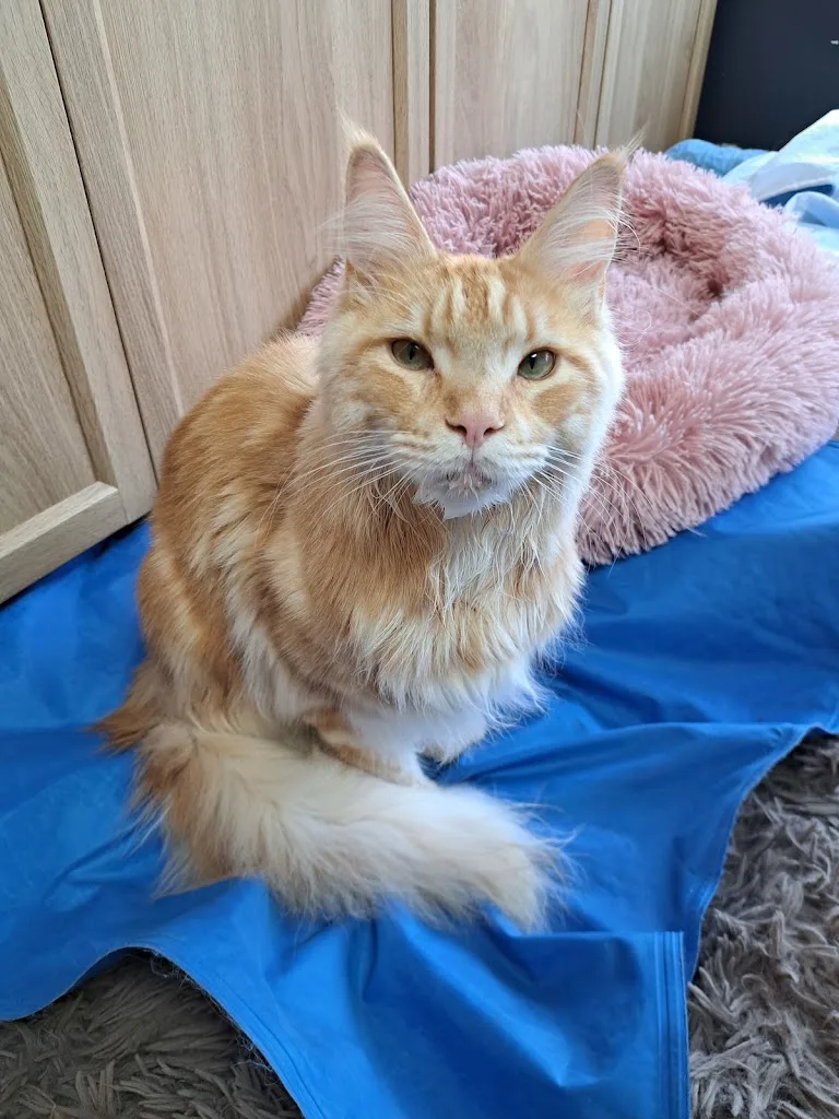 Frimousse Toilettage - photo 2