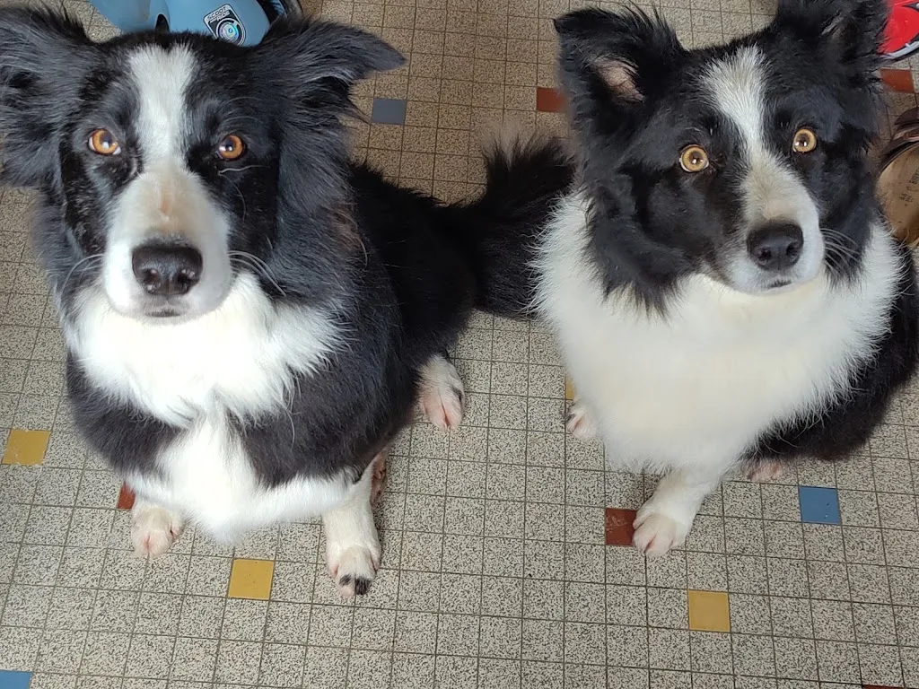 Les Compagnons de Séb (toiletteur Itinérant) - photo 2