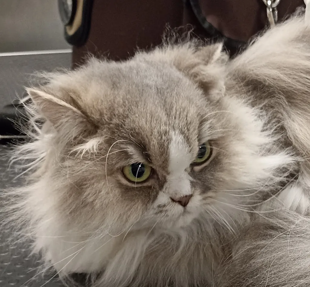 La Beauté Animale Marinette - photo 2